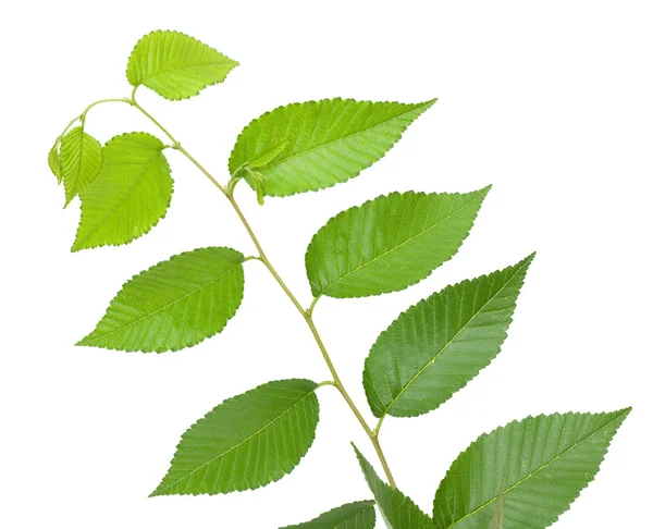 Zielone małe liście na białym tle — Zdjęcie stockowe