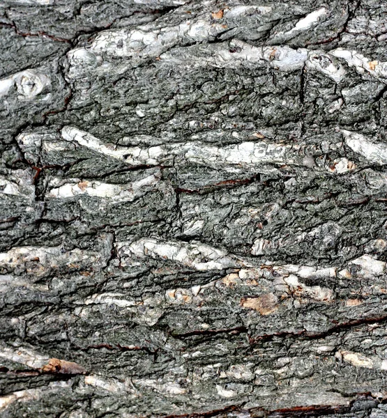Ek bark textur — Stockfoto