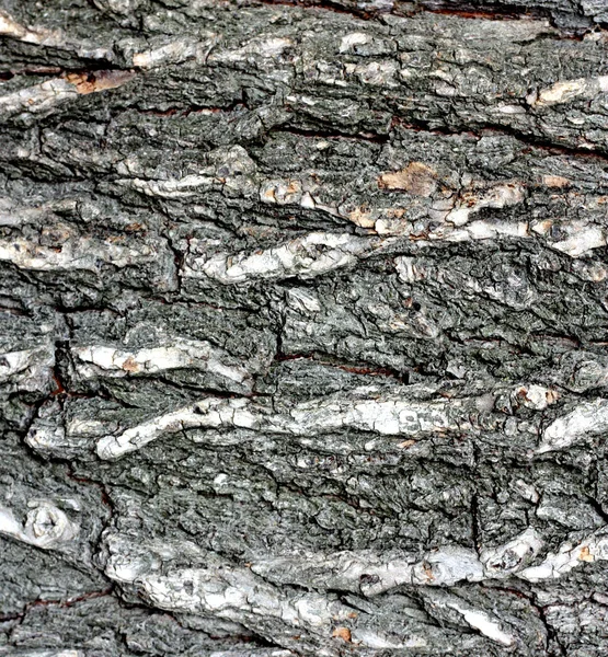 A textura da casca de carvalho — Fotografia de Stock