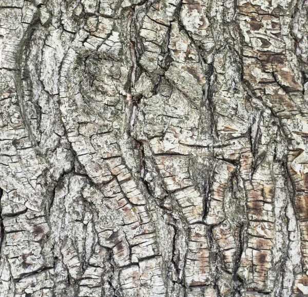 在森林中的松树树的树皮 — 图库照片