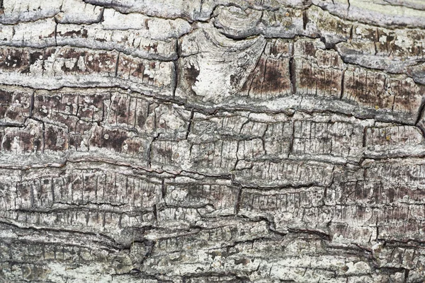 Tiro de textura de casca de árvore marrom, preenchendo o quadro — Fotografia de Stock