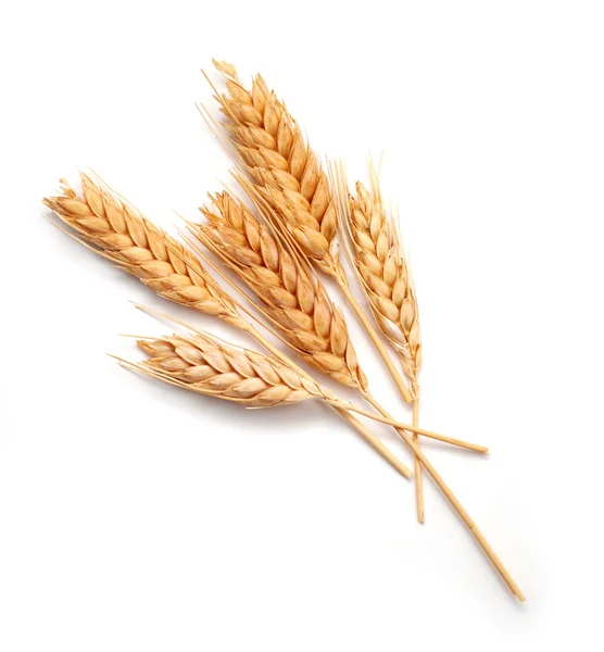 Пшеничные уши изолированы — стоковое фото