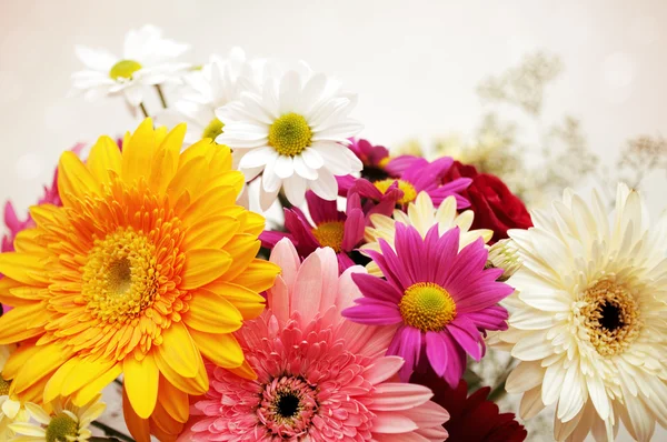 stock image Colorful flowers