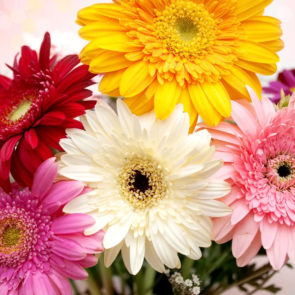 stock image Colorful flowers background