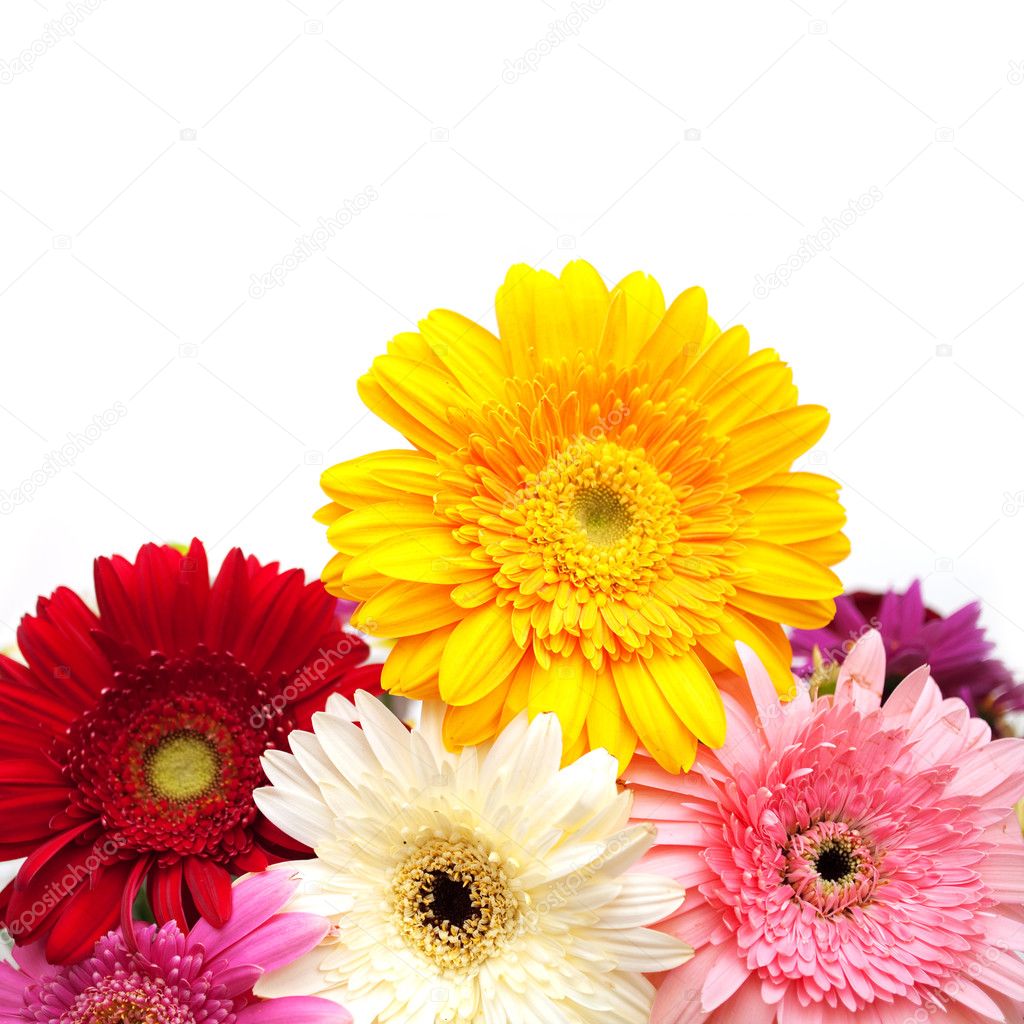 Colorful gerberas isolated on white