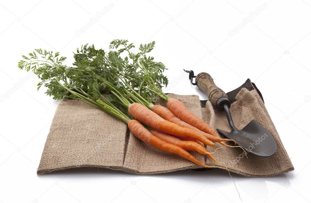Freshly picked organic carrots on hessian sack with trowel