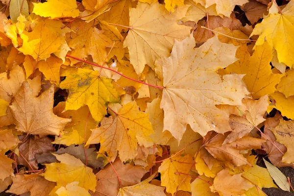 stock image Fall leaves