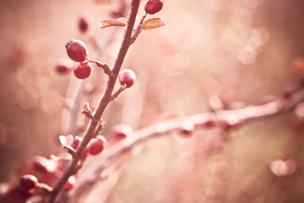 stock image Autumn background