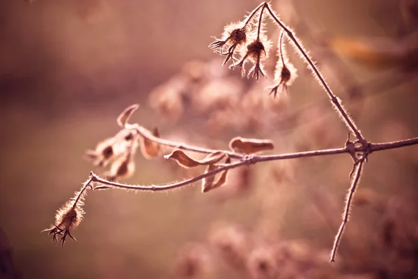 stock image Autumn background