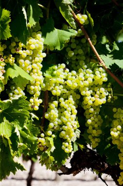 White grape in Jarnac, Poitou-Charentes, France clipart