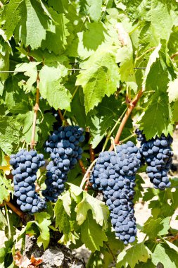 Mavi üzüm, La Rioja, İspanya