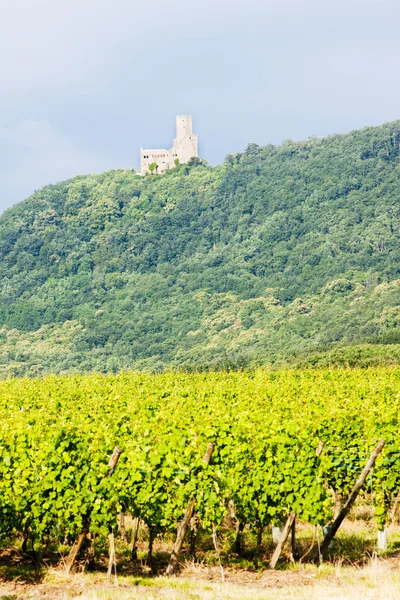 Vinhedos com castelo Ortenbourg, Alsácia, França — Fotografia de Stock