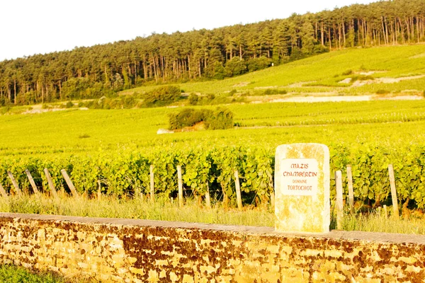 Grand cru vineyard of Mazis-Chambertin, Cote de Nuits, Burgundy, — Stockfoto