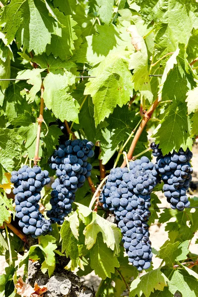 Uva azul, La Rioja, Espanha — Fotografia de Stock