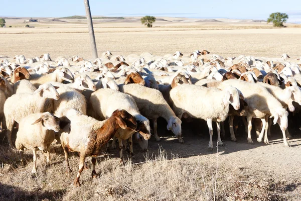 Rebanho ovino, Castela e Leão, Espanha — Fotografia de Stock