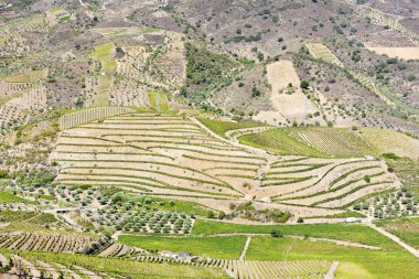 vineyars douro Valley, Portekiz