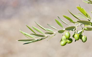 Olive tree, Portugal clipart