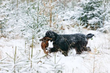 Hunting dog with a catch clipart