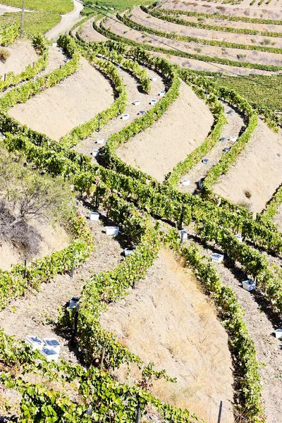 Vineyars i douro-dalen, portugal — Stockfoto