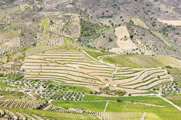 ポルトガル ドウロ渓谷 vineyars — ストック写真