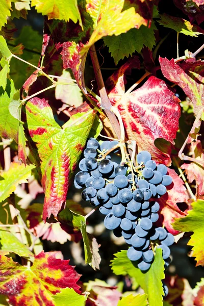 赤 grapesf — ストック写真
