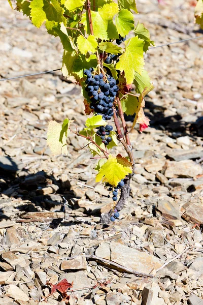 Uvas vermelhas, Vale do Douro, Portugal — Fotografia de Stock