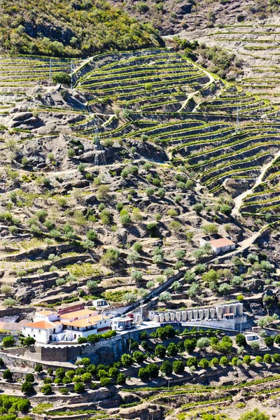 Vignobles dans la vallée du Douro, Portugal — Photo