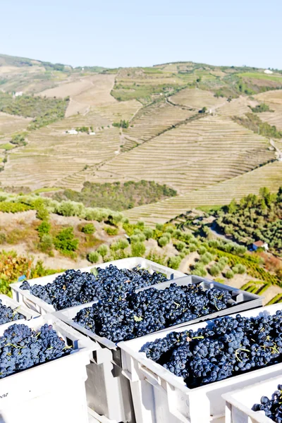Vin skörd, dalen douro, portugal — Stockfoto