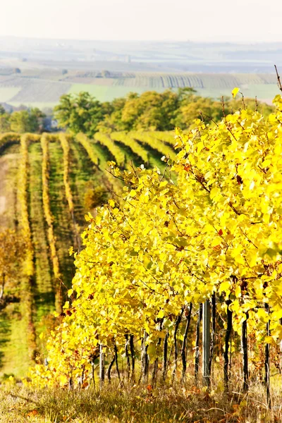 Winnica w jesieni, Republika Czeska — Zdjęcie stockowe