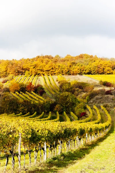 Syksyllä viinitarhoja Retz alueella, Ala-Itävalta, Itävalta — kuvapankkivalokuva