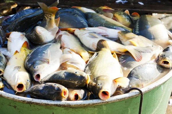 Ψάρια σε ΦΠΑ κατά την συγκομιδή λίμνη — Φωτογραφία Αρχείου