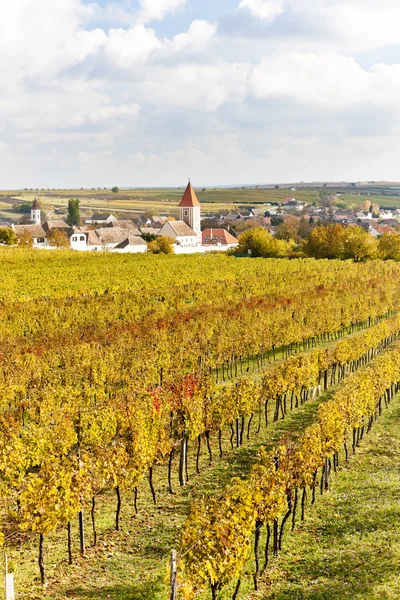 Осенние виноградники в регионе Рец, Нижняя Австрия, Австрия — стоковое фото
