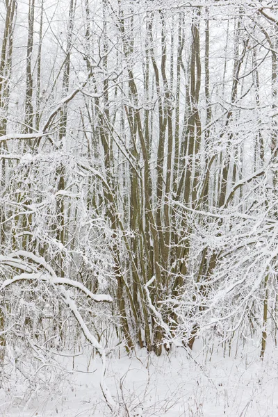 Winter forest, Czech Republic — Stock Photo, Image