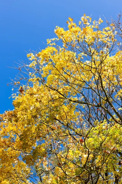 秋树的关门 — 图库照片