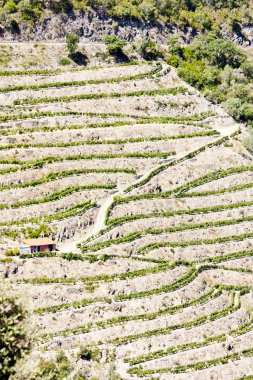 Douro valley, Portekiz