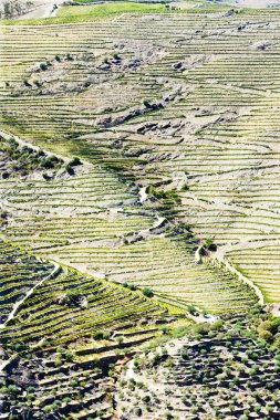 Douro Valley clipart