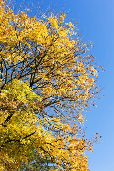 秋の木 — ストック写真
