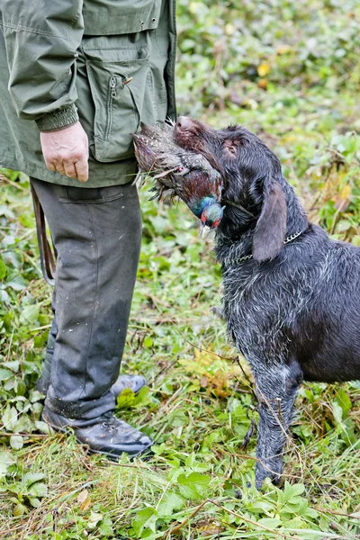 Κυνηγός με ένα σκύλο στο κυνήγι — Φωτογραφία Αρχείου