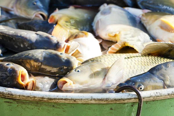 Az ÁFA-halászni a betakarítás tó — Stock Fotó