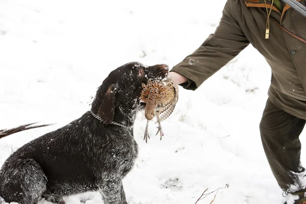 Caçador com um cão em caça — Fotografia de Stock