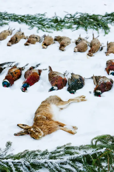 Excludes of caught animals — Stock Image Excludes of caught animals Stock Photo