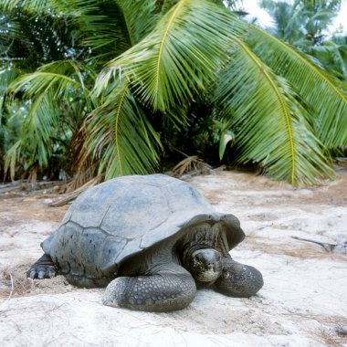 Turtle, curieuse, Seyşel Adaları
