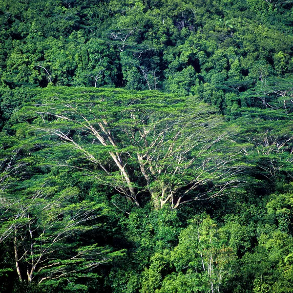 森林、 马埃岛 — 图库照片