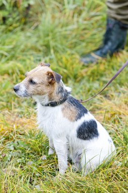 çayır üzerinde oturan köpek