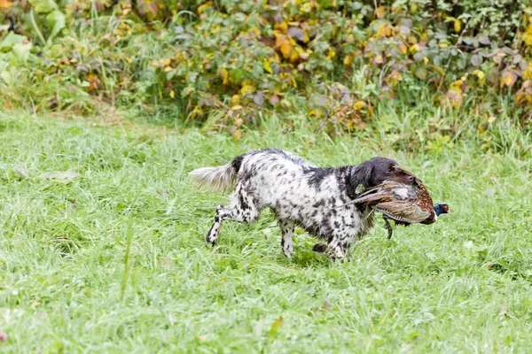 Cão de caça com uma captura — Fotografia de Stock