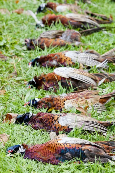 Caught pheasants — Stock Photo, Image
