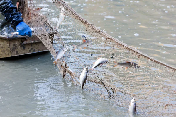 Peixes capturados em redes de pesca — Fotografia de Stock