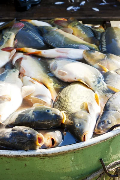 Vissen in BTW tijdens oogsten vijver — Stockfoto