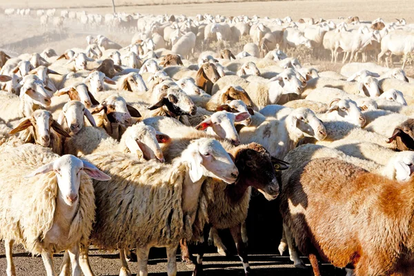 Stado owiec — Zdjęcie stockowe