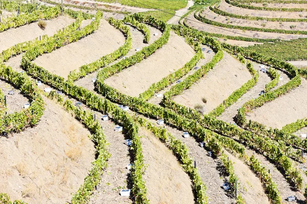 多罗山谷的葡萄园 — 图库照片